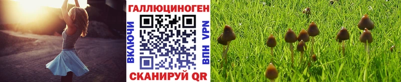 Псилоцибиновые грибы мицелий  Купить закладки  Новоржев 